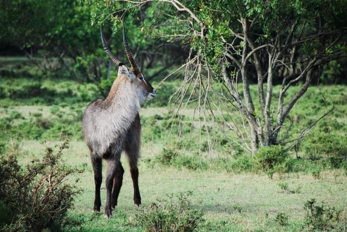 Graceful and Agile: An Antelope Leaps Across the Savanna