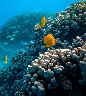 A Stunning Underwater World: The Beauty and Diversity of Coral Reefs