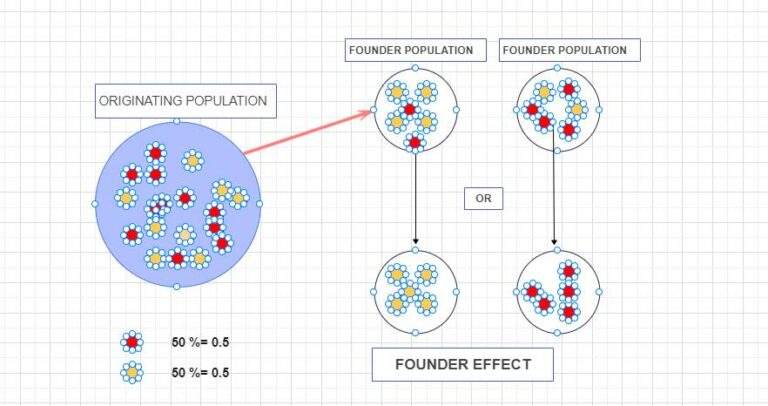 Founder Effect: Uncovering The Beauty In Genetic Diversity, A True ...