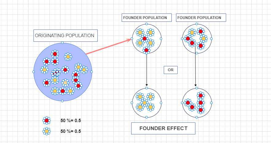 founder-effect-uncovering-the-beauty-in-genetic-diversity-a-true