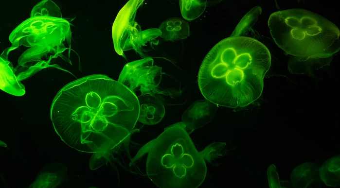 A green jellyfish floating in the ocean with its bell-shaped body and long, delicate tentacles