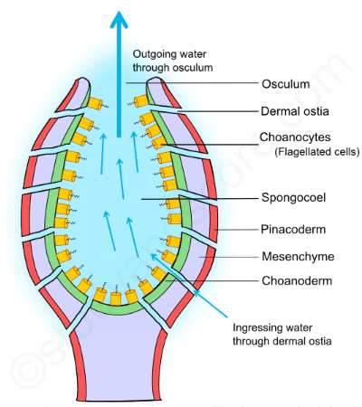 An illustration of the histology of the canal system in sponges, showing the choanocytes lining the canals and the flagella that beat to create a flow of water through the sponge.