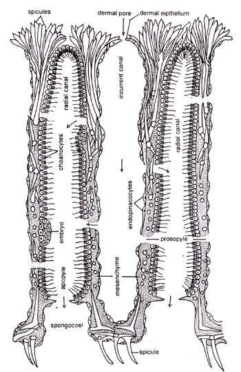 An illustration of the histology of the canal system in sponges, showing the choanocytes lining the canals and the flagella that beat to create a flow of water through the sponge.