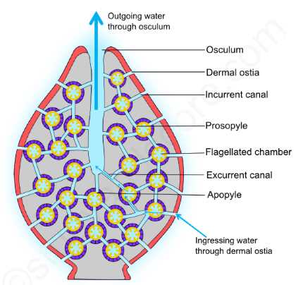 An illustration of the leucon type canal system in sponges, showing the complex network of canals, choanocytes and spongocytes.