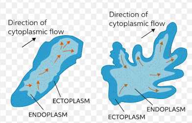 Image of an amoeba undergoing locomotion, using pseudopodia to move forward.